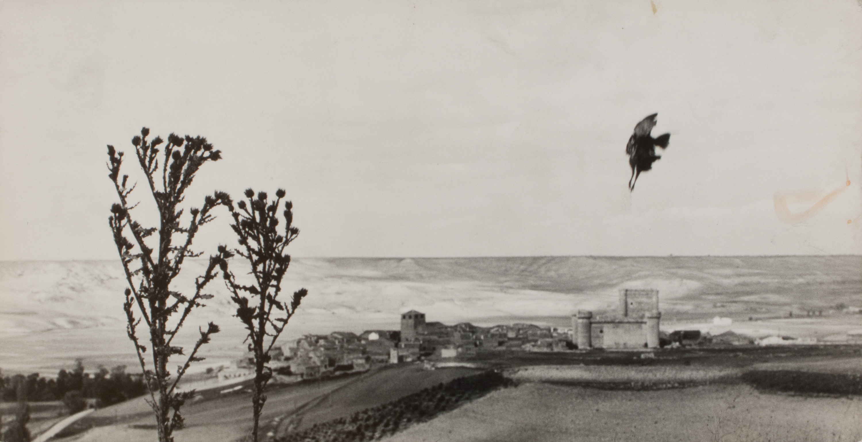 image for: Oriol Maspons - Fotografia per al llibre «La caza de la perdiz roja», de Miguel Delibes - 1962