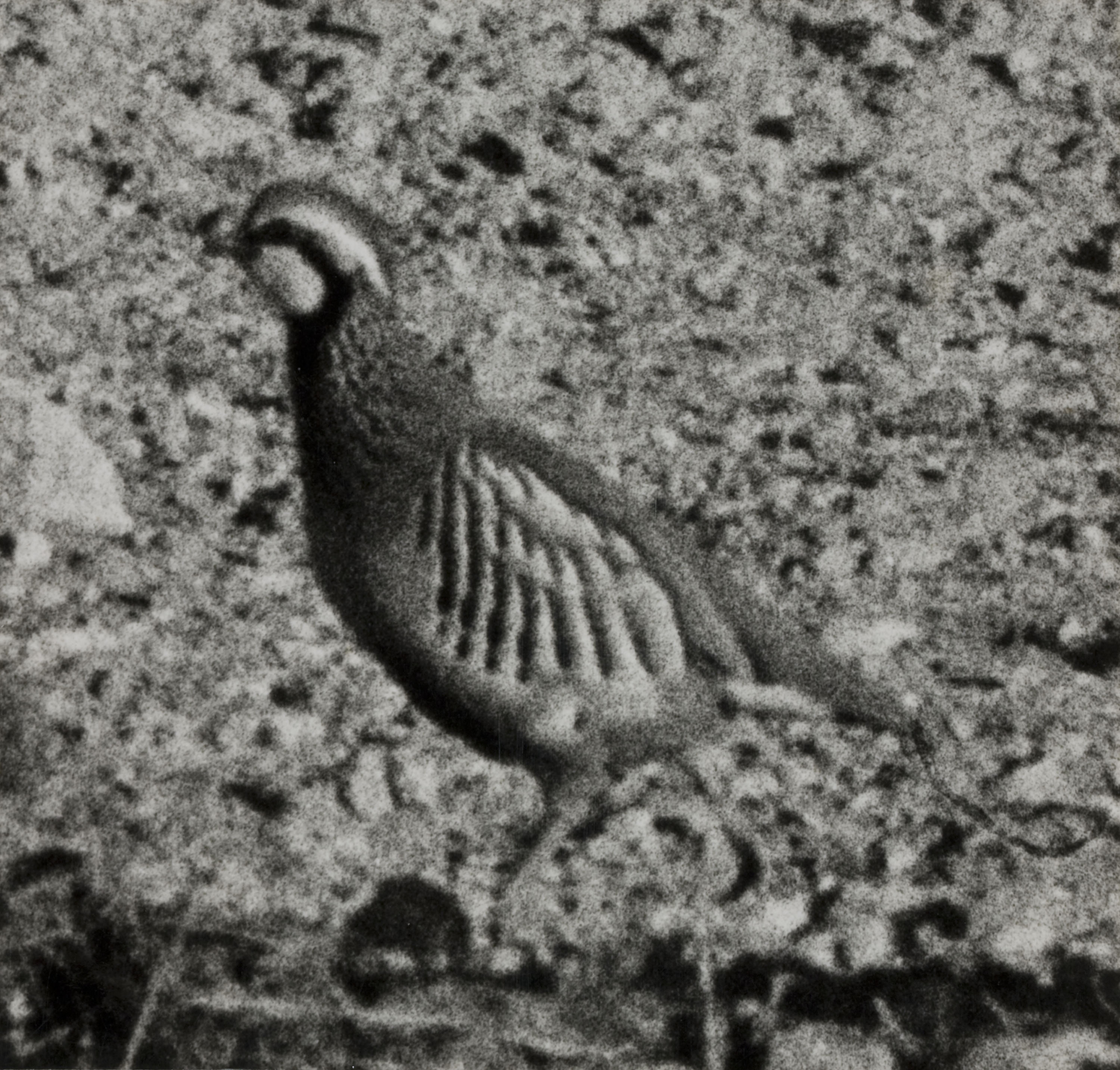 image for: Oriol Maspons - Fotografia per al llibre «La caza de la perdiz roja», de Miguel Delibes (maqueta) - 1962