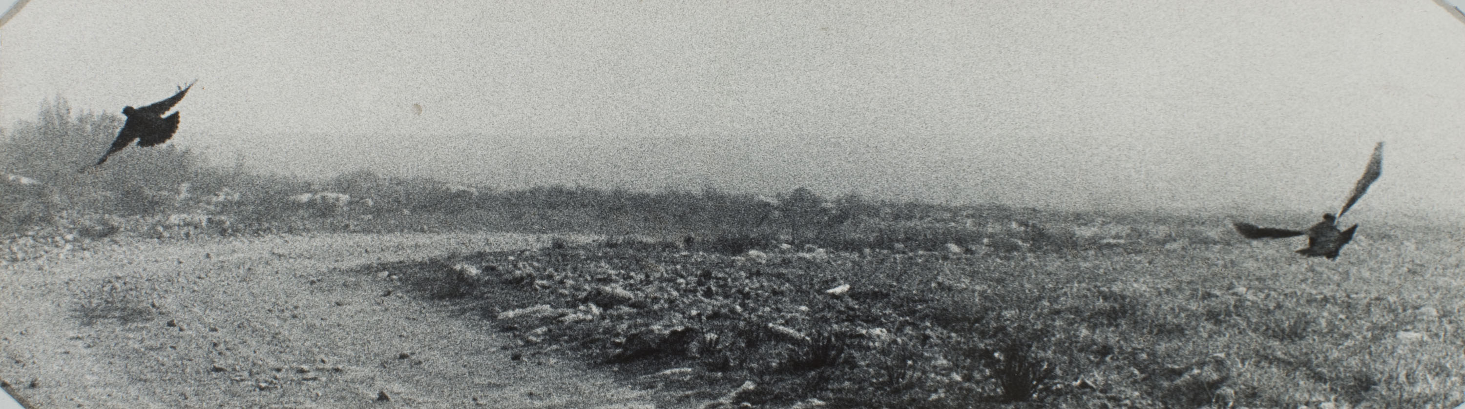 image for: Oriol Maspons - Fotografia per al llibre «La caza de la perdiz roja», de Miguel Delibes - 1962