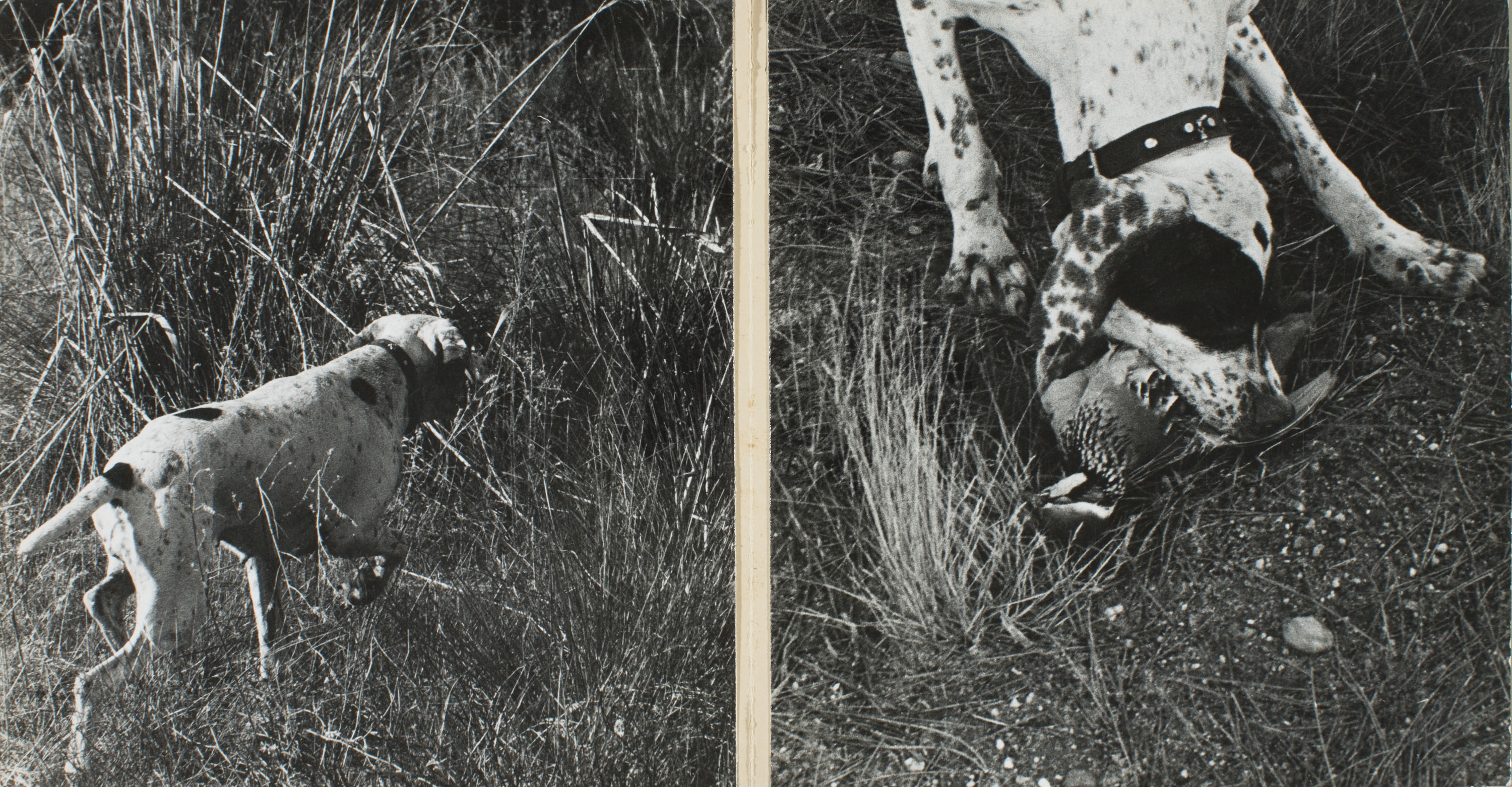 image for: Oriol Maspons - Fotografia per al llibre «La caza de la perdiz roja», de Miguel Delibes (díptic) - 1962