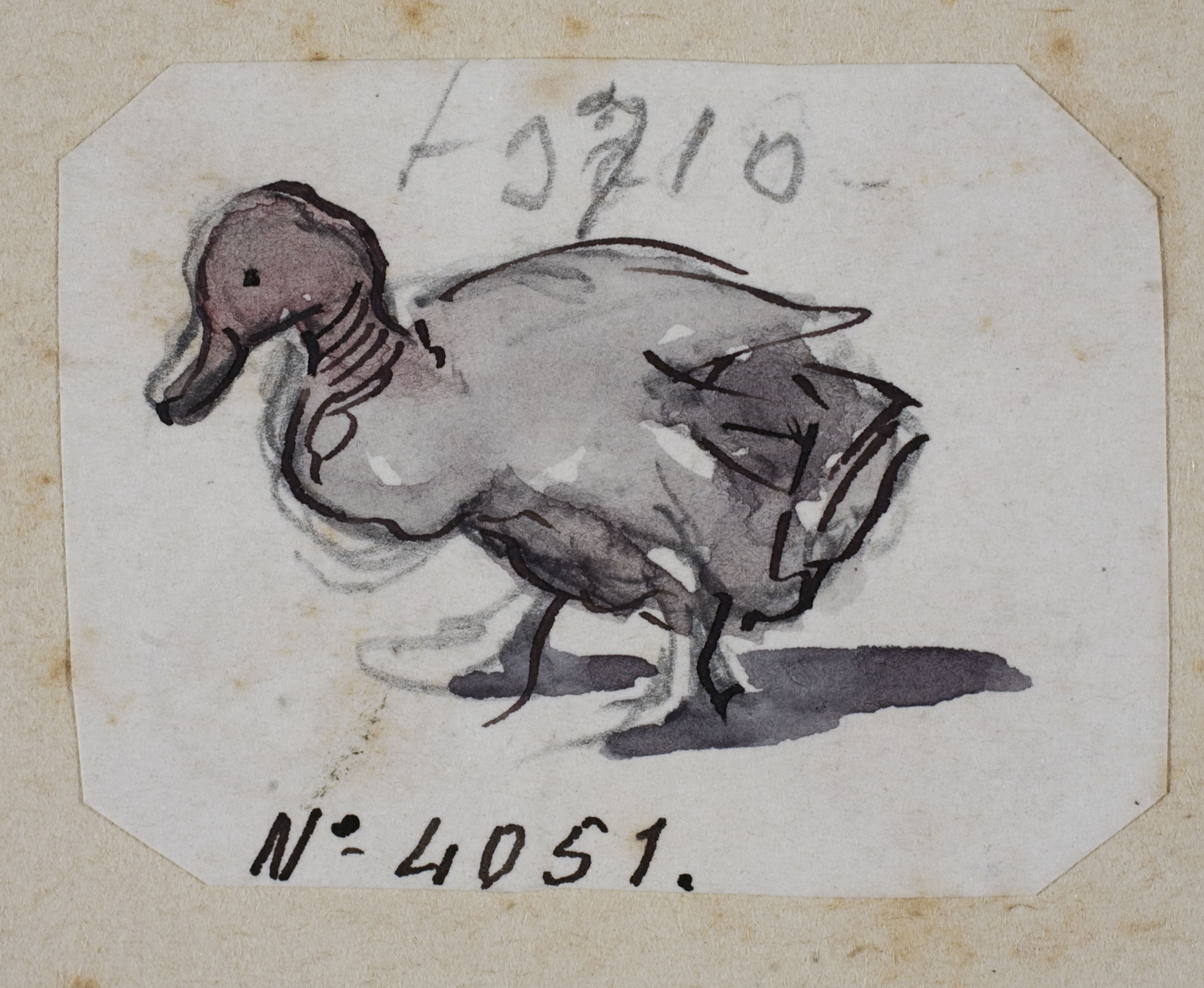 image for: Modest Urgell - Ànec - Cap a 1864