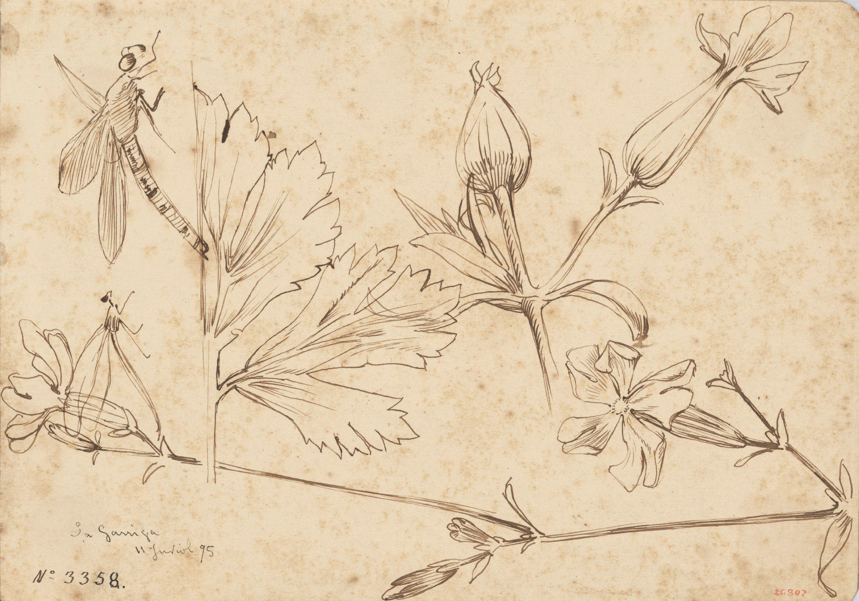 image for: Alexandre de Riquer - Flors i fulles - 1895