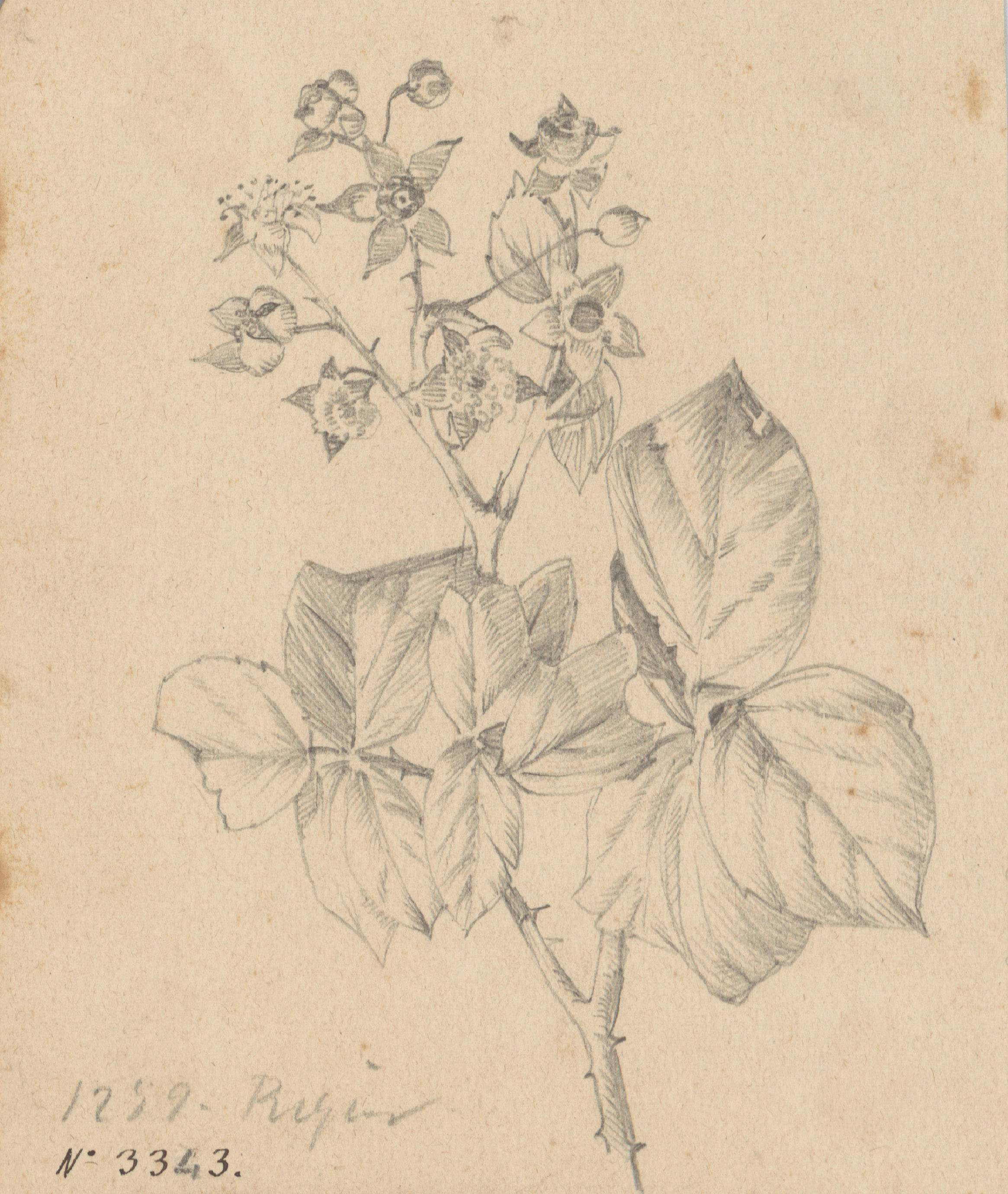 image for: Alexandre de Riquer - Flors - Cap a 1890-1900