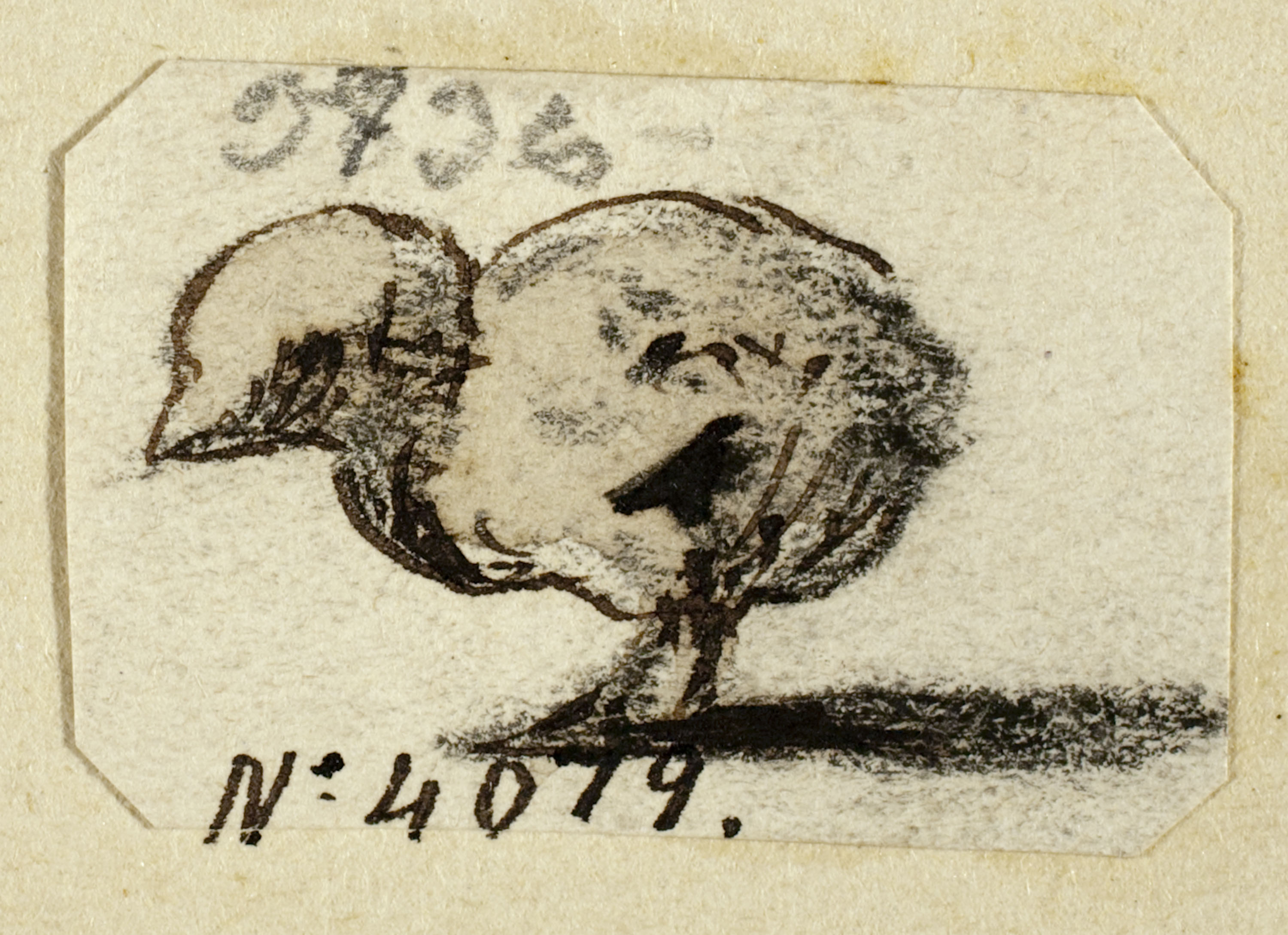 image for: Modest Urgell - Pollet - Cap a 1864