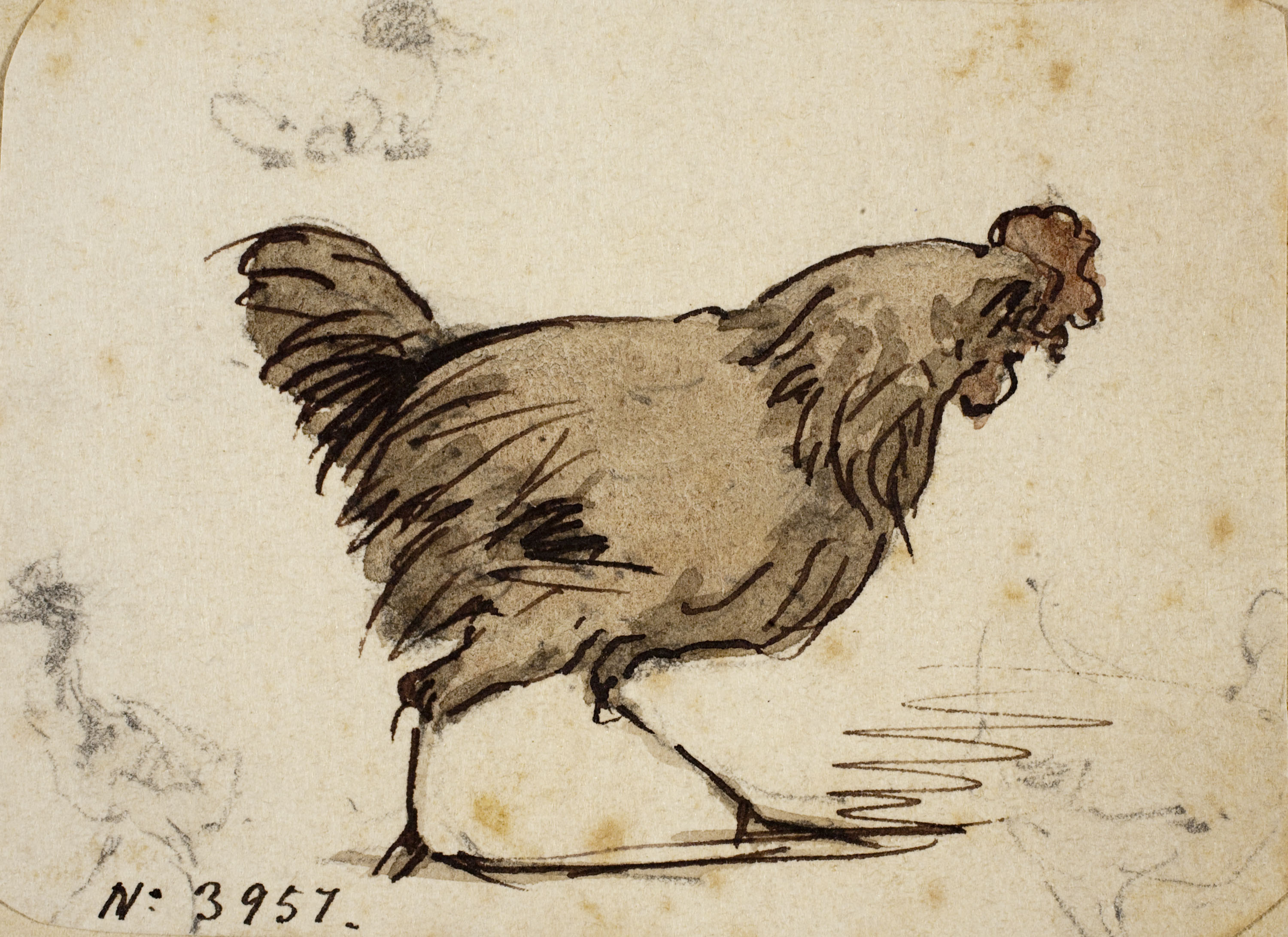 image for: Modest Urgell - Gallina - Cap a 1861-1888