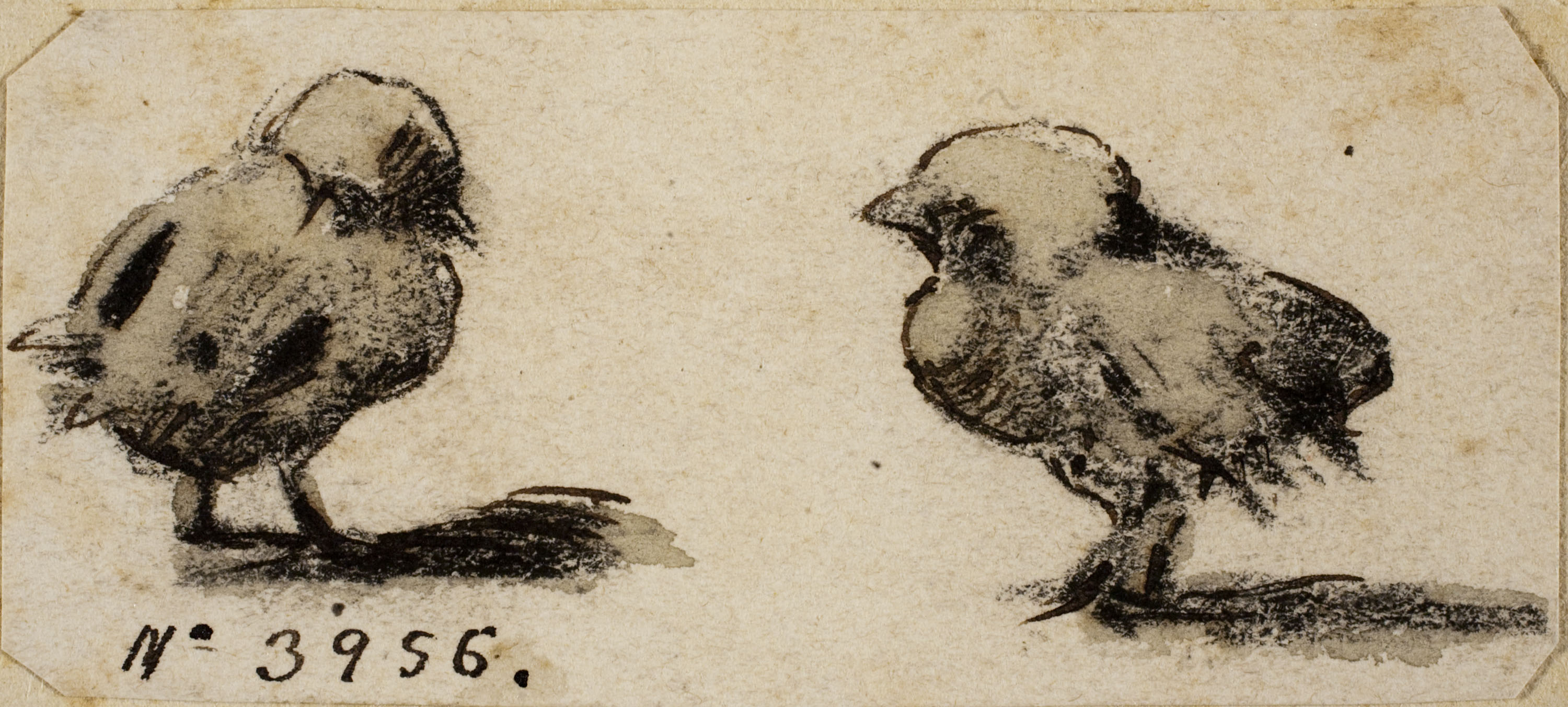 image for: Modest Urgell - Pollets - Cap a 1861-1888