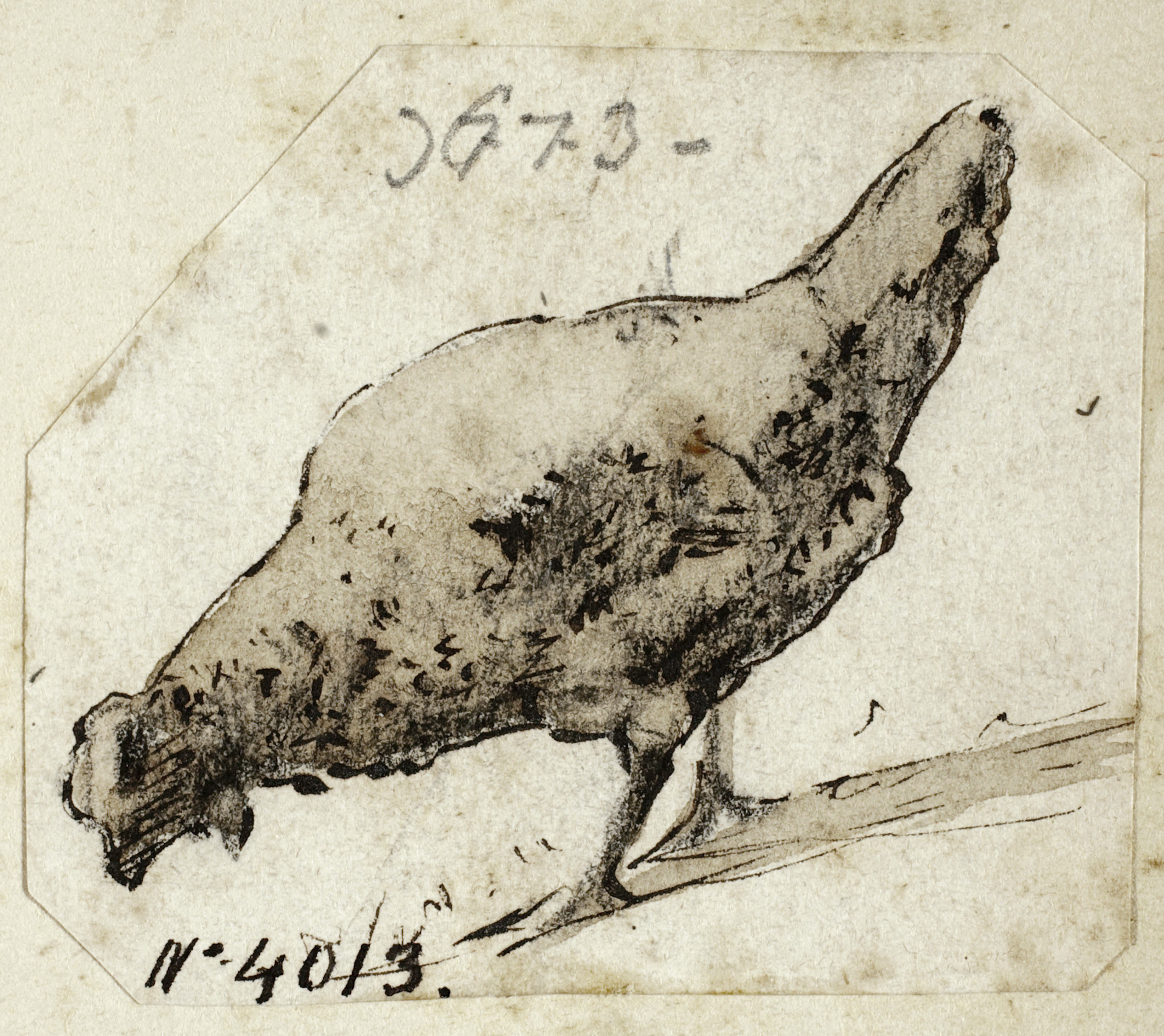 image for: Modest Urgell - Gallina - Cap a 1864