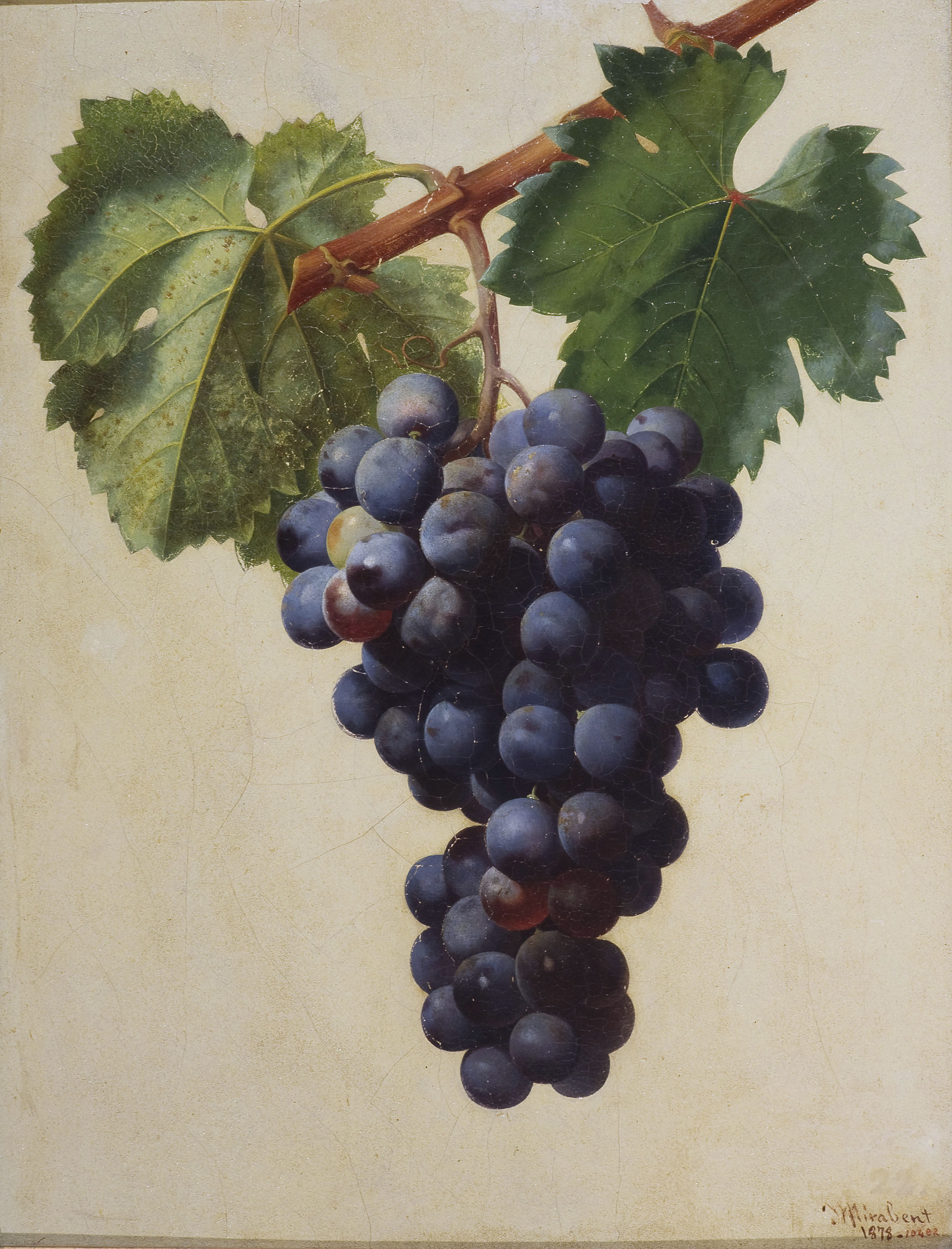 image for: Josep Mirabent - Raïm negre - 1878