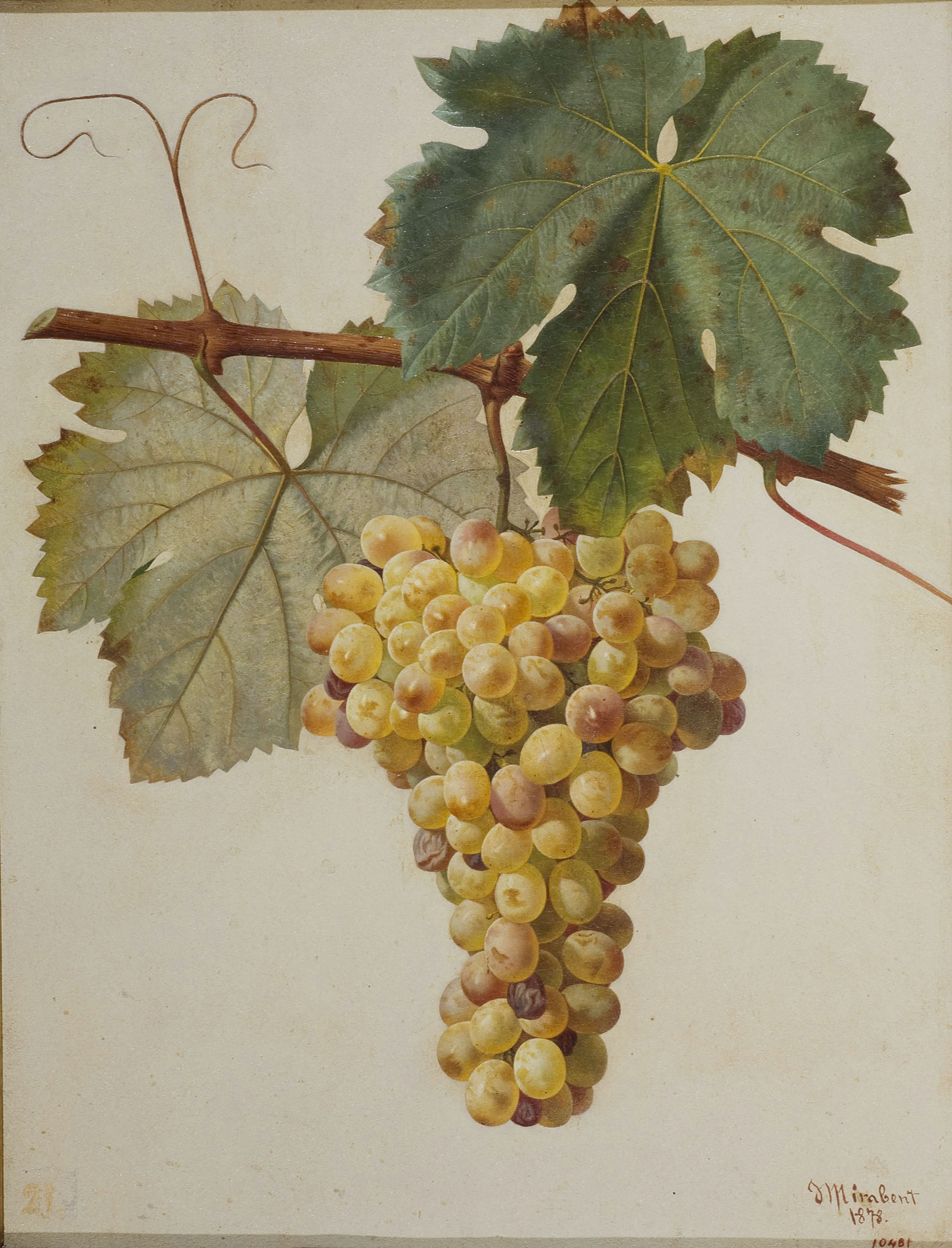 image for: Josep Mirabent - Raïm blanc - 1878
