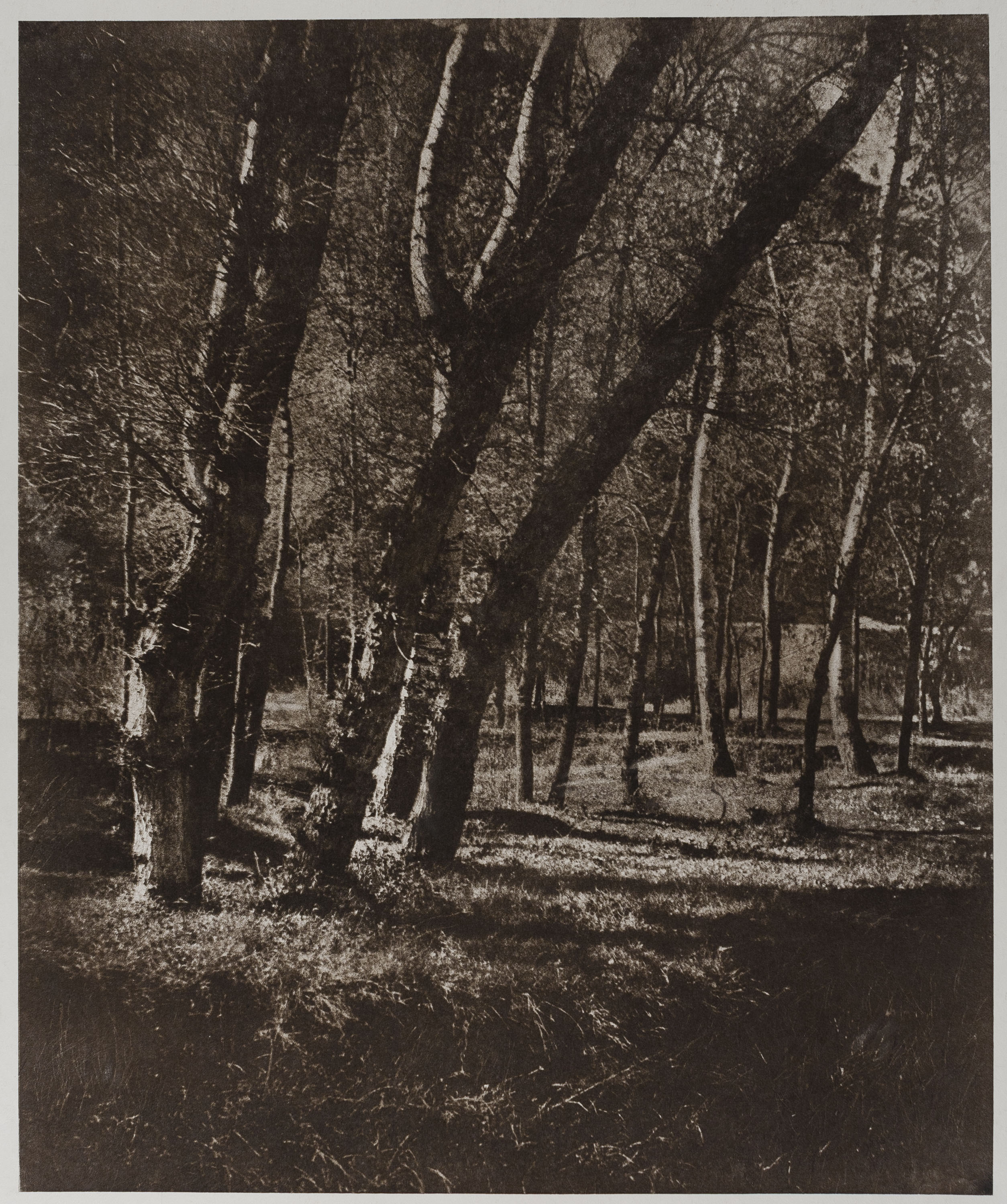 image for: Josep Maria Casals i Ariet - Paisatge - No datat