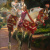 image for: Joaquim Sorolla - Retrats d&#039;Elena i Maria amb vestits valencians antics - Madrid, 1908