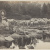 image for: Pere Casas Abarca - Rebaño - Cap a 1900
