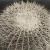 image for: Emili Godes - Cactus punxós - Cap a 1930
