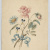 image for: Gabriel Planella - Estudi de flors - 1828
