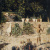 image for: José Villegas - Conduint galls dindi - Cap a 1870