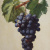 image for: Josep Mirabent - Raïm negre - 1878