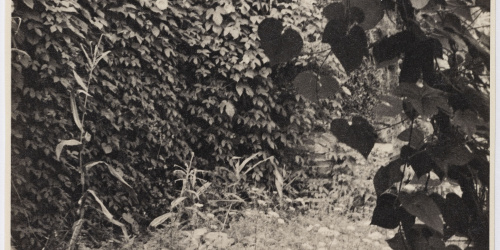 Vegetació (Jardí de la casa del Putxet, Barcelona) Otho Lloyd - Vegetació (Jardí de la casa del Putxet, Barcelona) - Cap a 1948