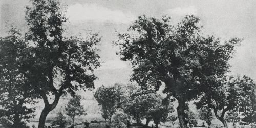 image for: Josep Maria Casals i Ariet - Paisatge amb ramat - No datat