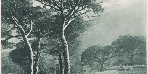 image for: Josep Maria Casals i Ariet - Paisatge - Cap a 1950