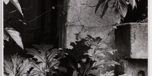 image for: Otho Lloyd - Jardí de la casa del Putxet (Barcelona) - Cap a 1945-1948