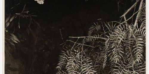 image for: Otho Lloyd - Vegetació (Jardí de la casa del Putxet, Barcelona) - Cap a 1948