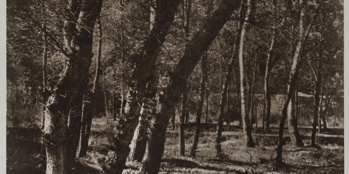 image for: Josep Maria Casals i Ariet - Paisatge - No datat