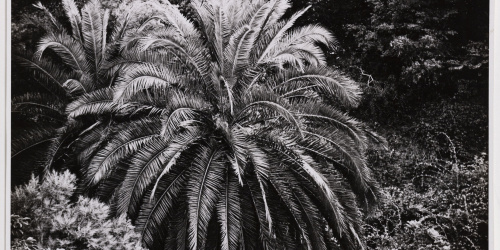 image for: Otho Lloyd - Paisatge - Cap a 1944-1950