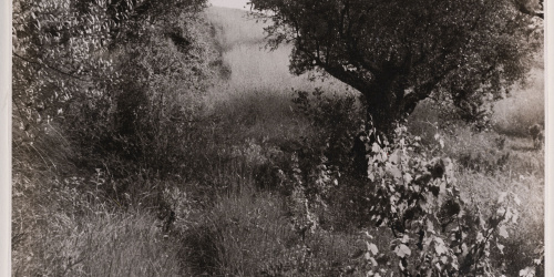 image for: Otho Lloyd - Paisatge - Cap a 1944-1950