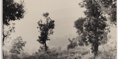 image for: Otho Lloyd - Paisatge - Cap a 1944-1950