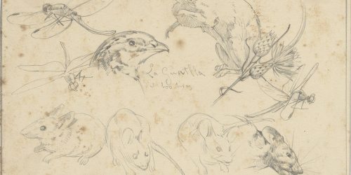 image for: Alexandre de Riquer - Insectes, ratolins, guatlla i flors - 1895