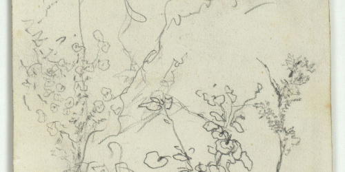 image for: Marià Fortuny - Plantes - Cap a 1870-1872