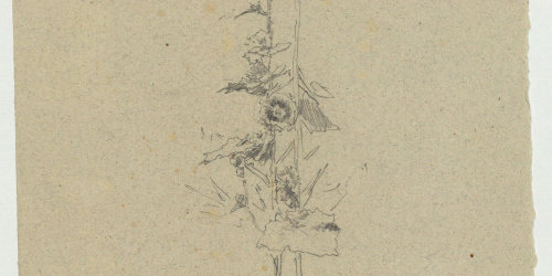 image for: Marià Fortuny - Estudi per al gravat «El botànic» - Cap a 1868-1869