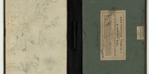 image for: Marià Fortuny - Esbós de plantes - Cap a 1866-1874