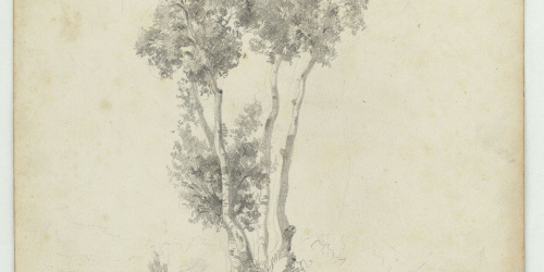 image for: Marià Fortuny - Arbres - Cap a 1867-1872
