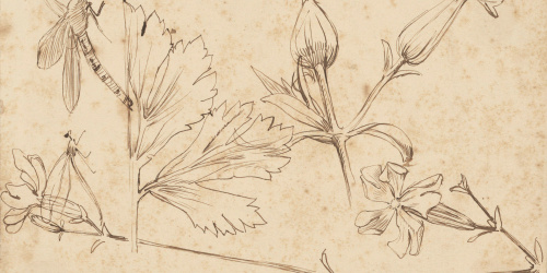 image for: Alexandre de Riquer - Flors i fulles - 1895