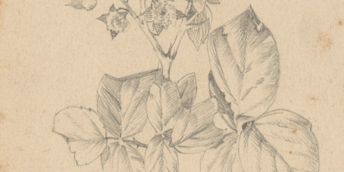 image for: Alexandre de Riquer - Flors - Cap a 1890-1900