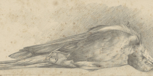 image for: Alexandre de Riquer - Ocell mort - Cap a 1895