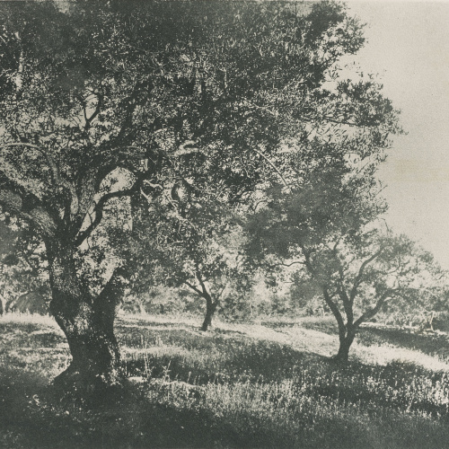 image for: Josep Maria Casals i Ariet - Paisatge - No datat