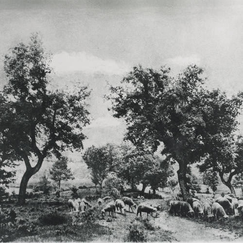 image for: Josep Maria Casals i Ariet - Paisatge amb ramat - No datat