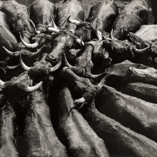 image for: Oriol Maspons - Vacas bravas o Toros (Oropesa) - 1958
