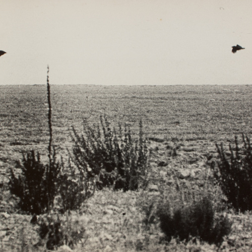image for: Oriol Maspons - Fotografia per al llibre «La caza de la perdiz roja», de Miguel Delibes - 1962