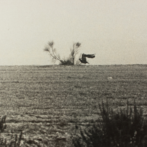 image for: Oriol Maspons - Fotografia per al llibre «La caza de la perdiz roja», de Miguel Delibes - 1962