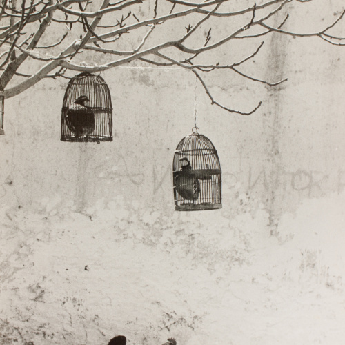 image for: Oriol Maspons - Fotografia per al llibre «La caza de la perdiz roja», de Miguel Delibes - 1962