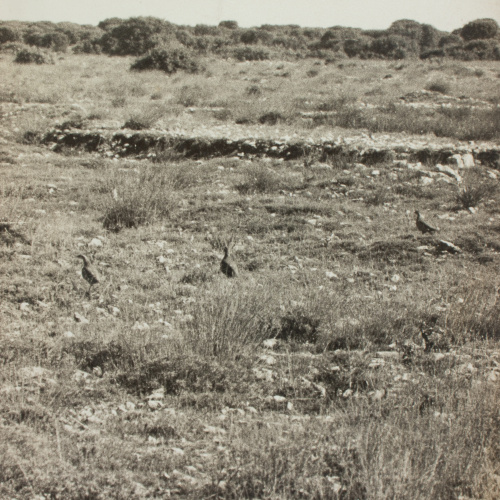 image for: Oriol Maspons - Fotografia per al llibre «La caza de la perdiz roja», de Miguel Delibes - 1962