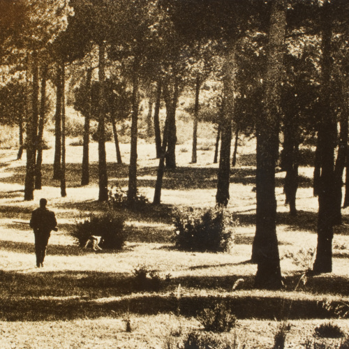 image for: Oriol Maspons - Fotografia per al llibre «La caza de la perdiz roja», de Miguel Delibes - 1962