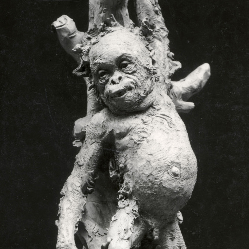 image for: Agapit Vallmitjana Barbany - Cadell d&#039;orangutan - Cap a 1880