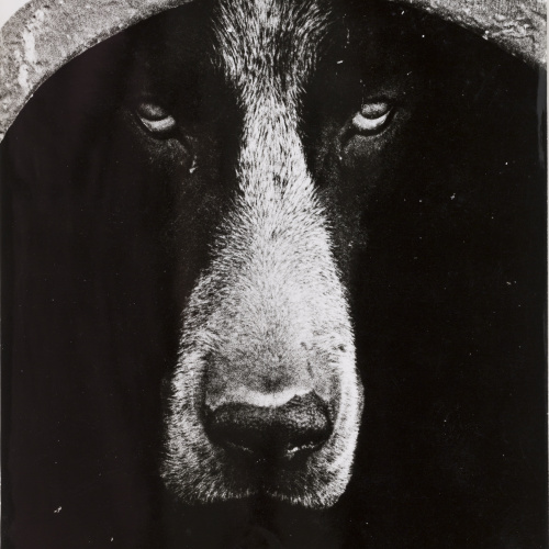 image for: Oriol Maspons - Fotografia per al llibre «La caza de la perdiz roja», de Miguel Delibes - 1962
