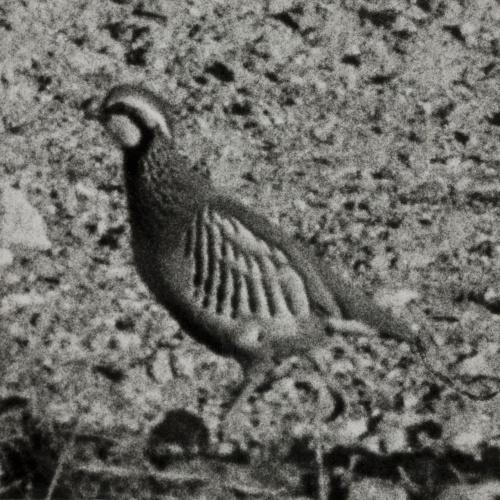 image for: Oriol Maspons - Fotografia per al llibre «La caza de la perdiz roja», de Miguel Delibes (maqueta) - 1962