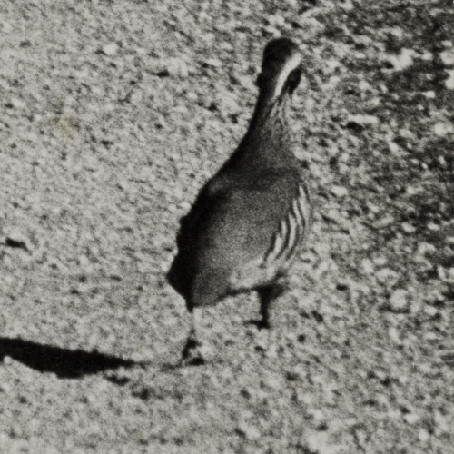 image for: Oriol Maspons - Fotografia per al llibre «La caza de la perdiz roja», de Miguel Delibes - 1962