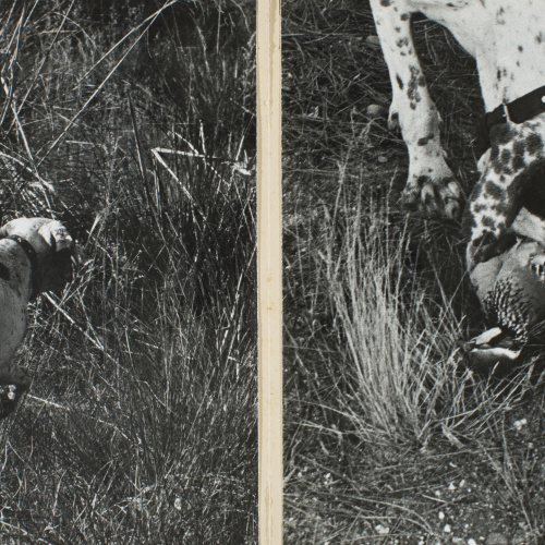 image for: Oriol Maspons - Fotografia per al llibre «La caza de la perdiz roja», de Miguel Delibes (díptic) - 1962